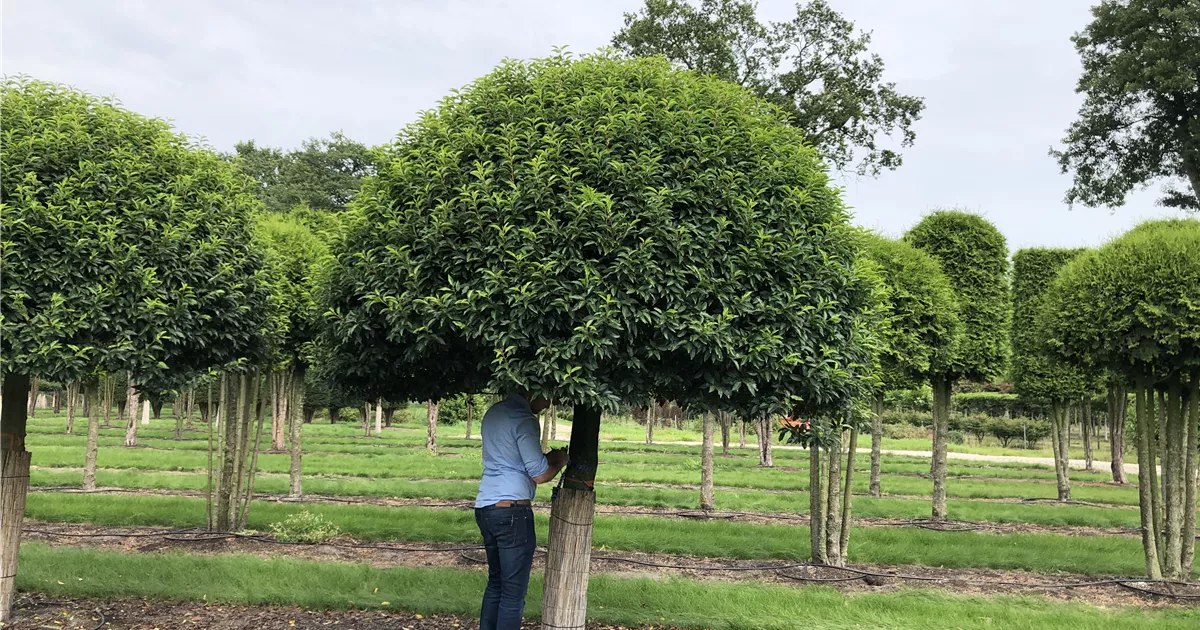 Prunus lusitanica 'Angustifolia' Charakterbaum, Portugiesischer  Kirschlorbeer Charakterbaum