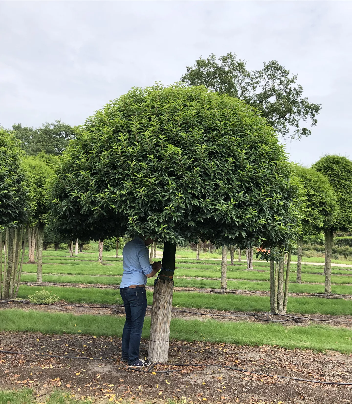 Prunus lusitanica 'Angustifolia' Charakterbaum