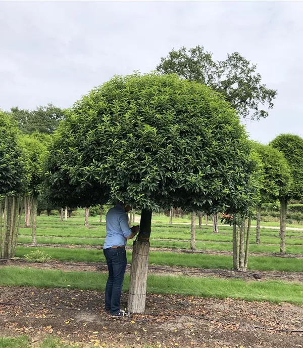 Prunus lusitanica 'Angustifolia' Charakterbaum