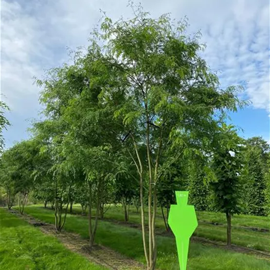 Klimabaum aus der Baumschule für den Strassenraum Klimabaum aus der Baumschule für den Strassenraum