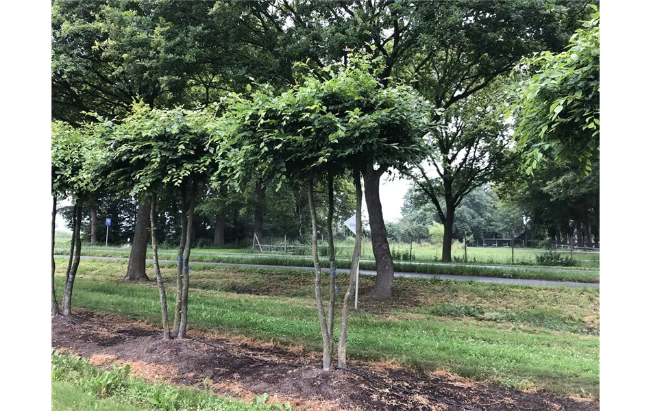 Carpinus betulus Mehrstämmige Dachform Carpinus betulus Mehrstämmige Dachform