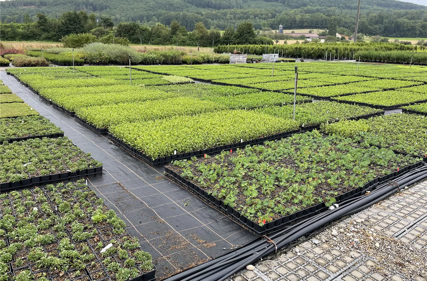 Pépinières Bauer AG Société de production de succursales Möhlin Pépinières Bauer AG Société de production de succursales Möhlin