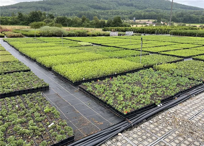 Bauer Baumschulen AG Zweigproduktionsbetrieb Möhlin