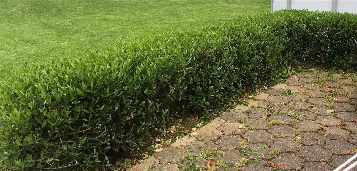 Phillyrea angustifolia Hecke, Schmalblttrige Steinlinde
