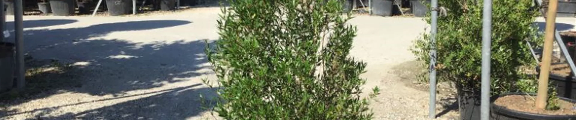 Bodendecker online kaufen | Bauer Baumschulen AG