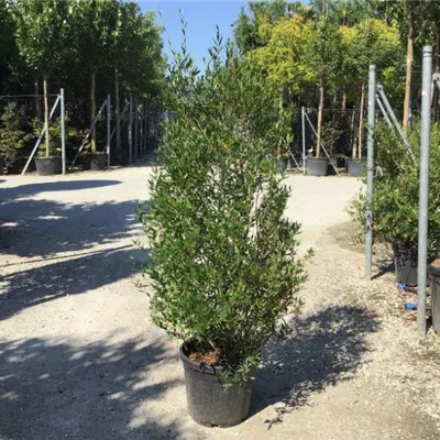 im Container Höhe 80-100cm - schmalblättrige Steinlinde - Phillyrea angustifolia