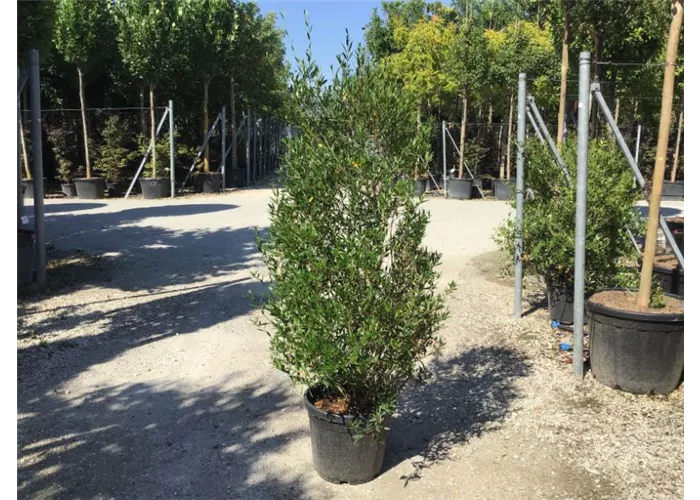 Schmalblättrige Steinlinde