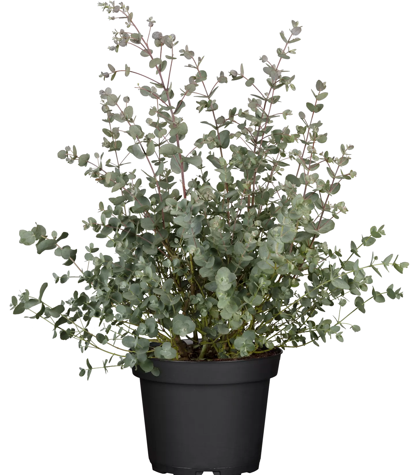 Eucalyptus gunnii