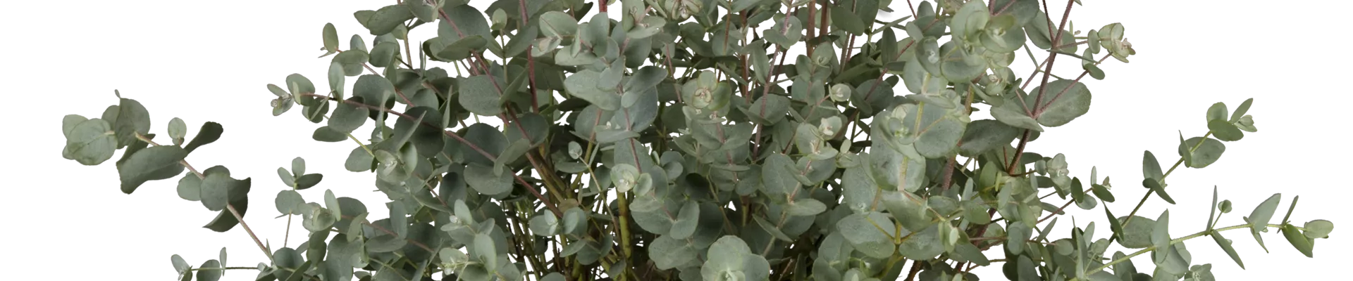 Solitärgehölze Solitärgehölze