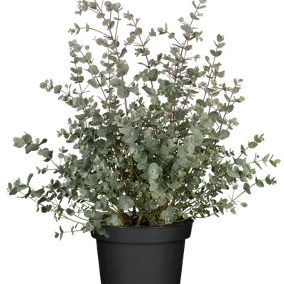 im Container 60-70 - Tasmanien-Eukalyptus - Eucalyptus gunnii