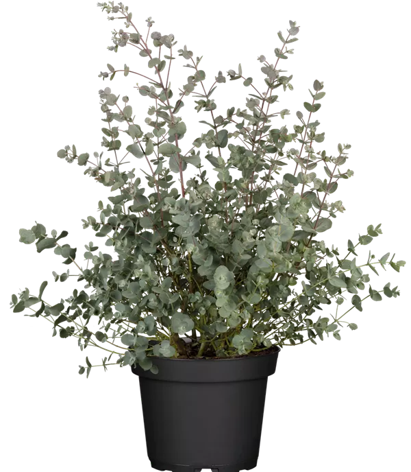Eucalyptus gunnii