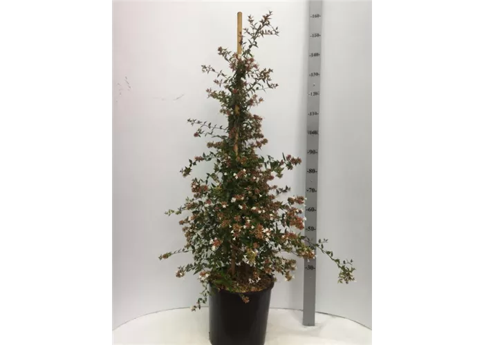 Abelia grandiflora (x) Abelia grandiflora (x)