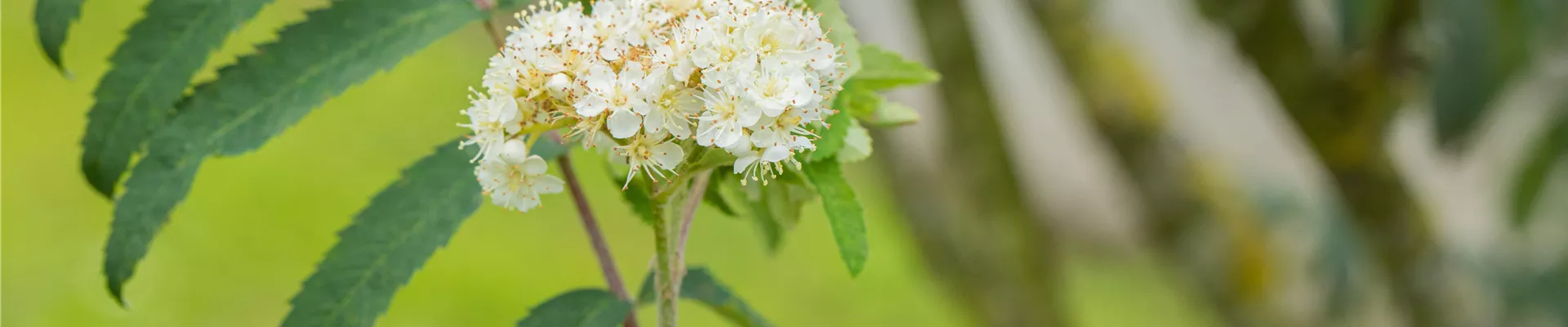 Bodendecker online kaufen | Bauer Baumschulen AG Bodendecker online kaufen | Bauer Baumschulen AG
