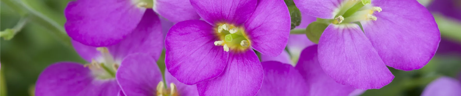 Bodendecker online kaufen | Bauer Baumschulen AG Bodendecker online kaufen | Bauer Baumschulen AG