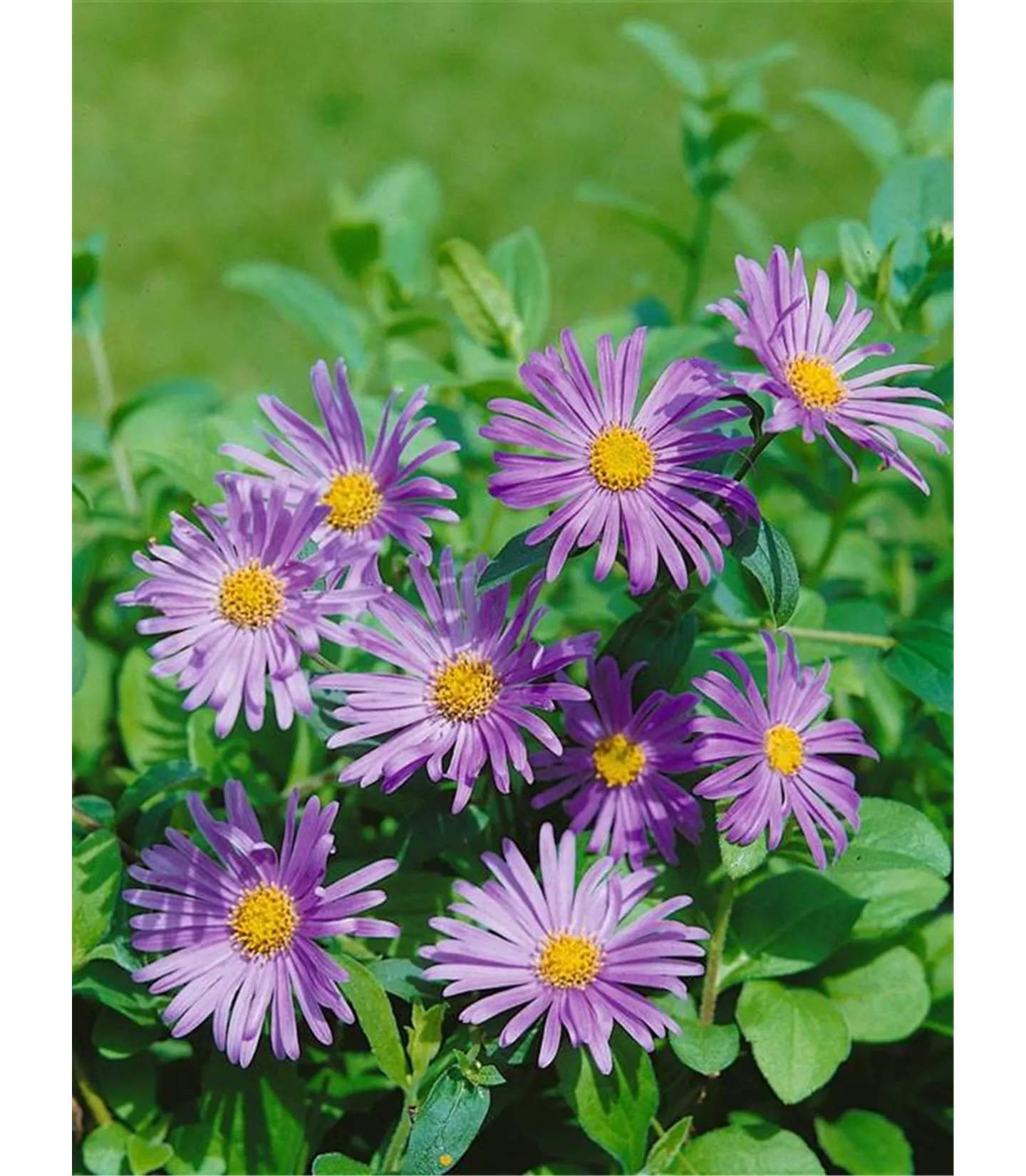 Aster frikartii (x) 'Wunder von Stäfa'