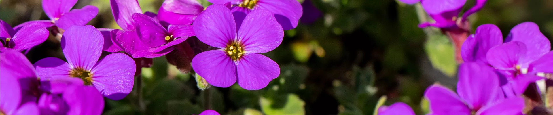 Bodendecker online kaufen | Bauer Baumschulen AG Bodendecker online kaufen | Bauer Baumschulen AG