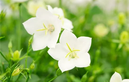 Campanula carpatica 'Weisse Clips'