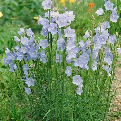 Topfgrösse 0.5 Liter - Pfirsichblättrige Glockenblume 'Grandiflora Coerulea' - Campanula persicifolia 'Grand. Coerulea'