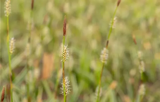 Carex montana