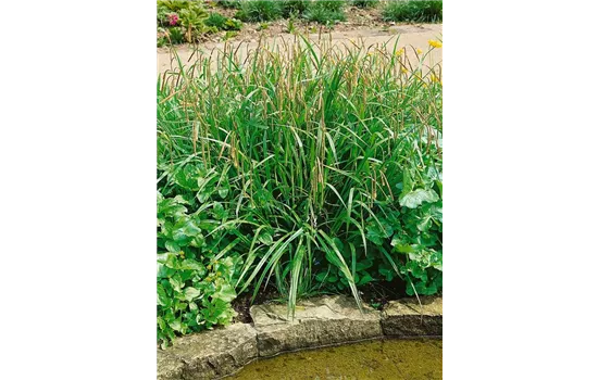 Carex pendula
