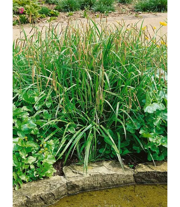 Carex pendula