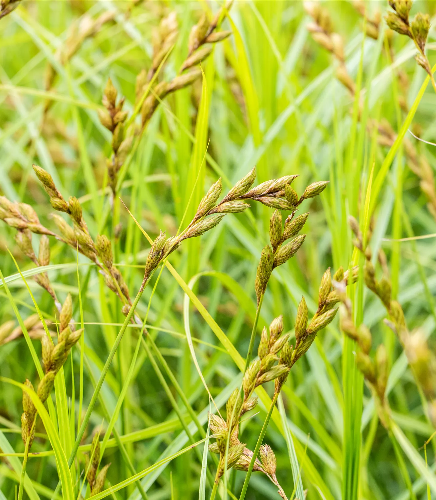 Carex sylvatica