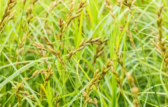 Carex sylvatica