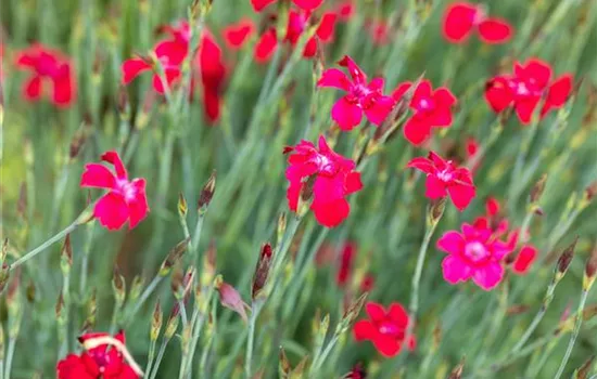 Dianthus deltoides 'Leuchtfunk'