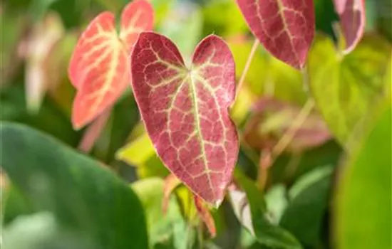 Epimedium versicolor (x) 'Sulphureum'