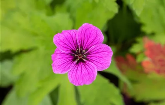 Geranium palustre