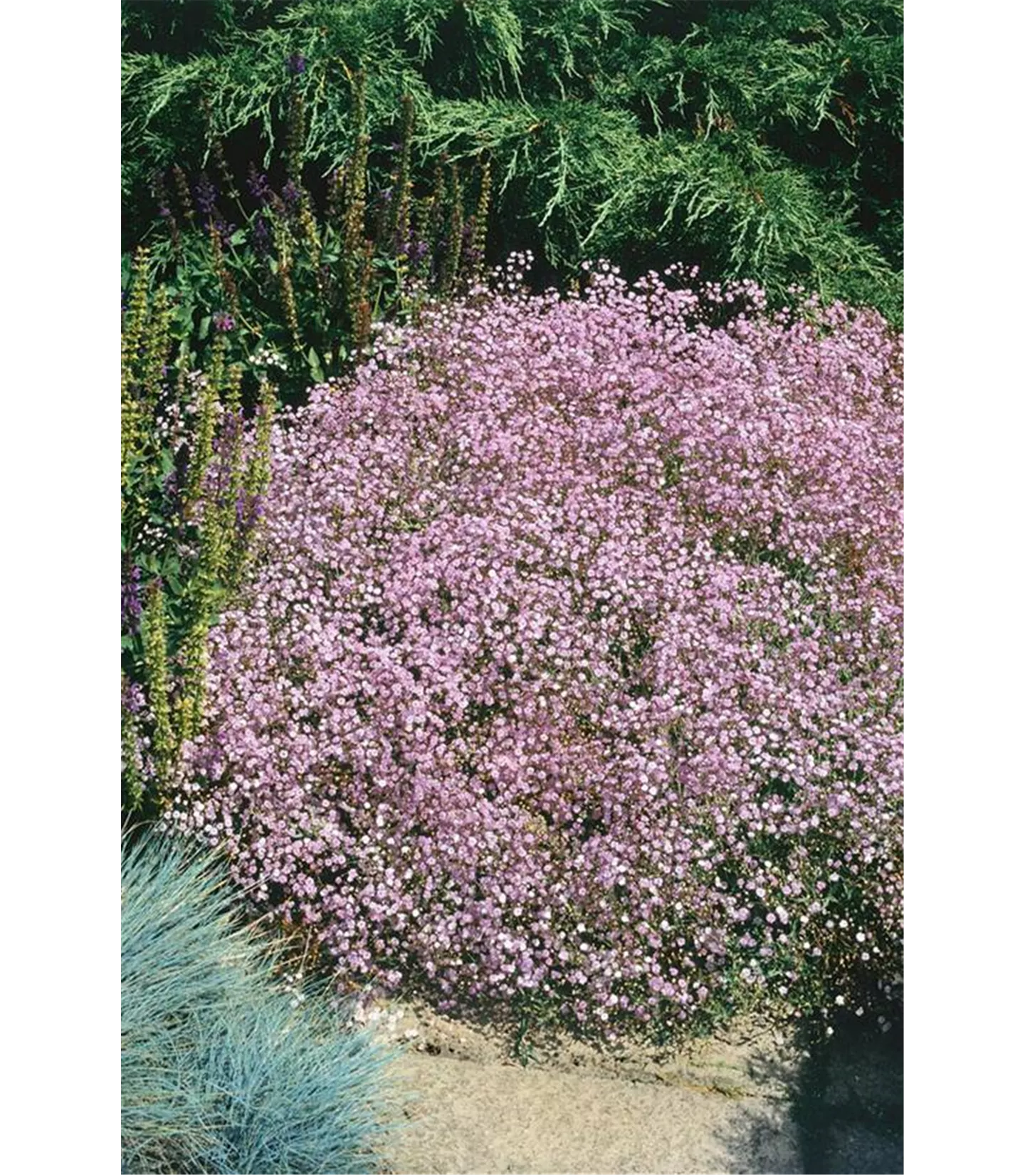 Gypsophila 'Rosenschleier'