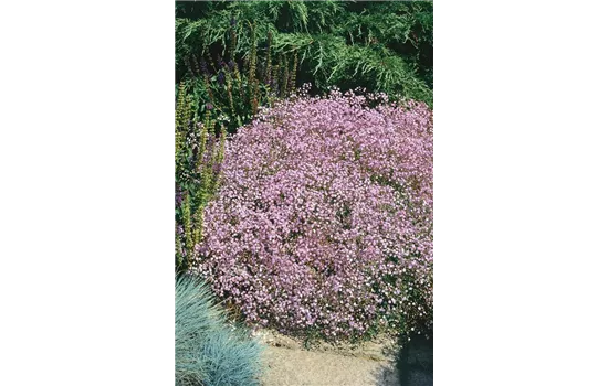 Gypsophila repens 'Rosea', Teppichschleierkraut