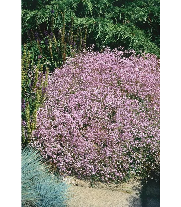 Gypsophila 'Rosenschleier'