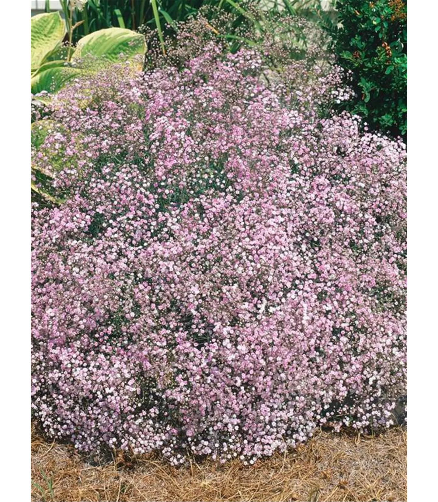 Gypsophila repens