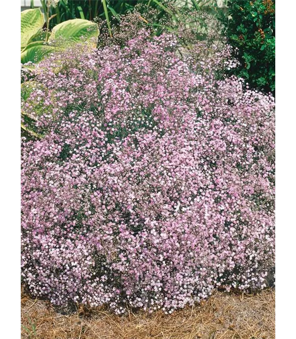Gypsophila repens