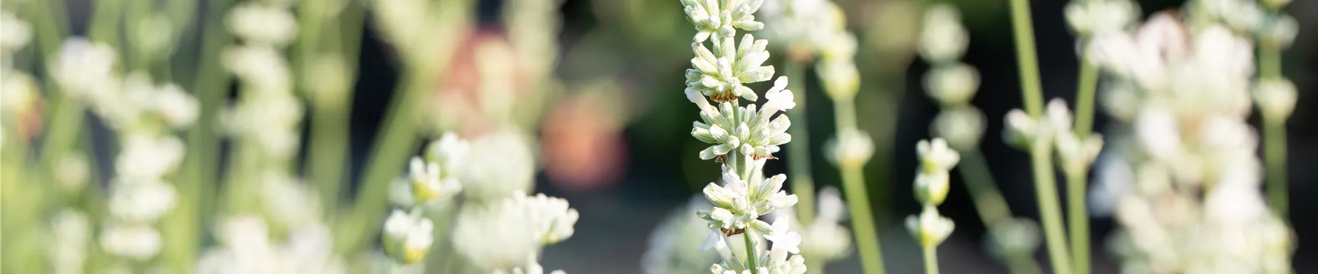 Bodendecker online kaufen | Bauer Baumschulen AG Bodendecker online kaufen | Bauer Baumschulen AG