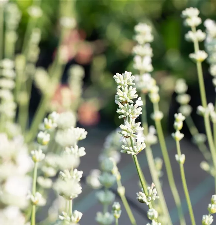 Lavendel - Lavandula intermedia (x) 'Edelweiss'