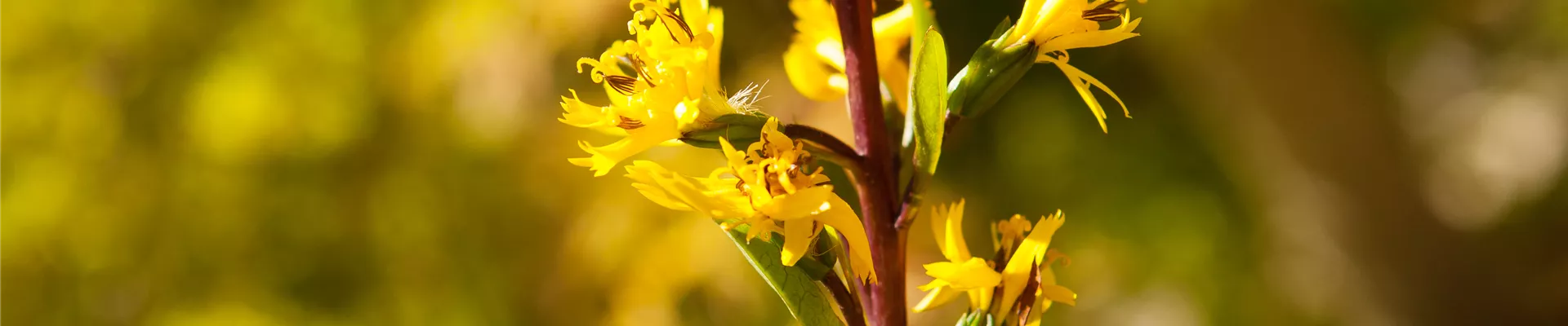 Bodendecker online kaufen | Bauer Baumschulen AG