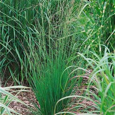 Topfgrösse 0.5 Liter - Kleines Garten-Pfeifengras 'Heidebraut' - Molinia caerulea 'Heidebraut'