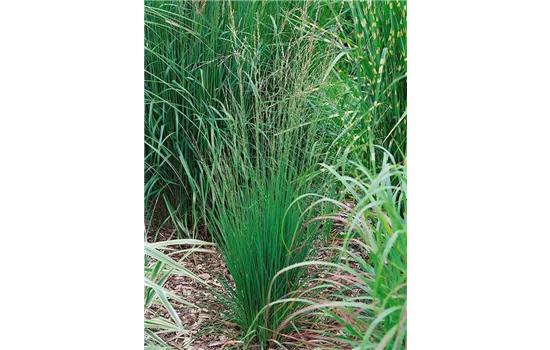 Molinia caerulea 'Heidebraut'