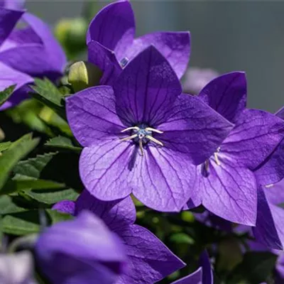 Topfgrösse 1 Liter - Ballonblume - Platycodon grandiflorus 'Mariesii'