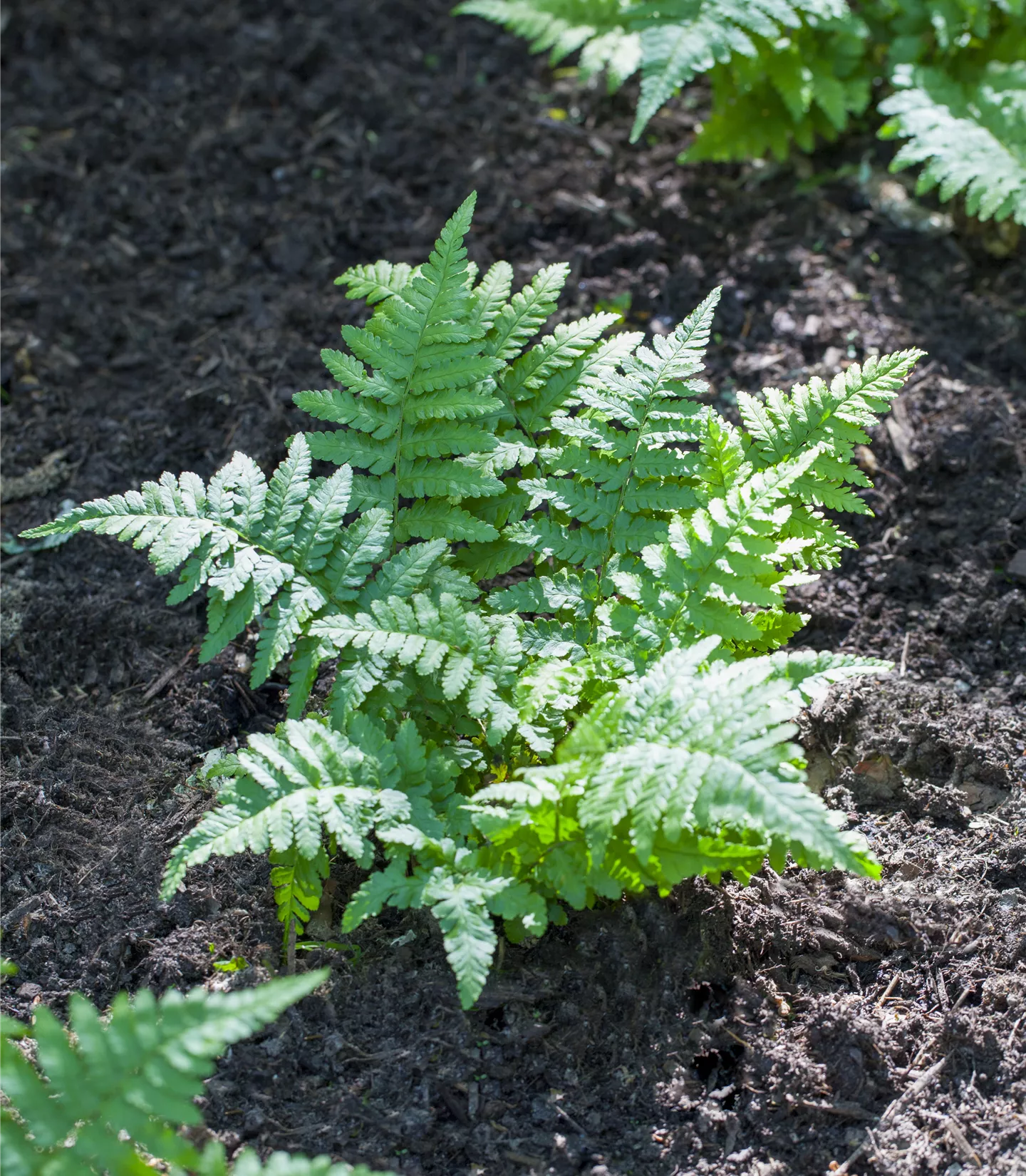 Polypodium vulgare