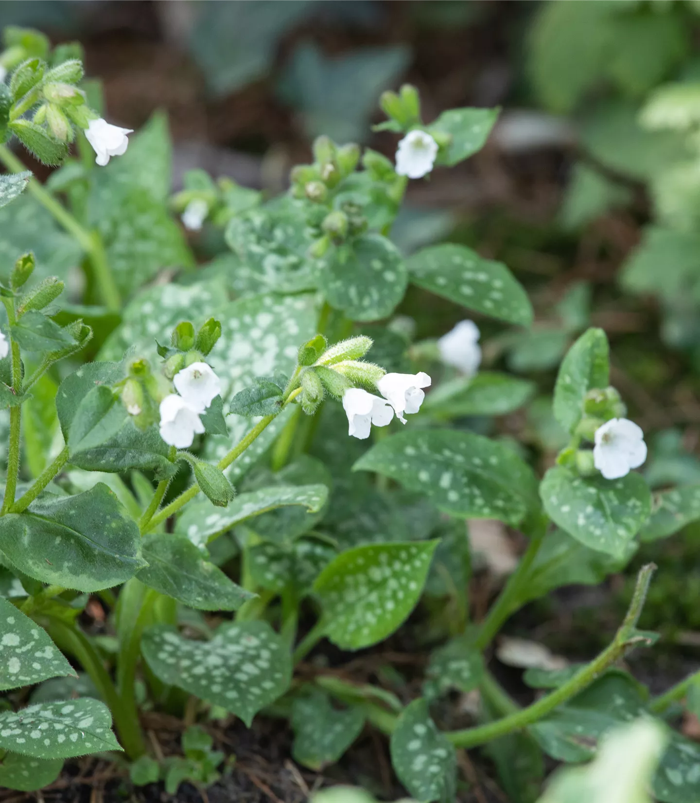 Pulmonaria officinalis 'Sissinghurst White'