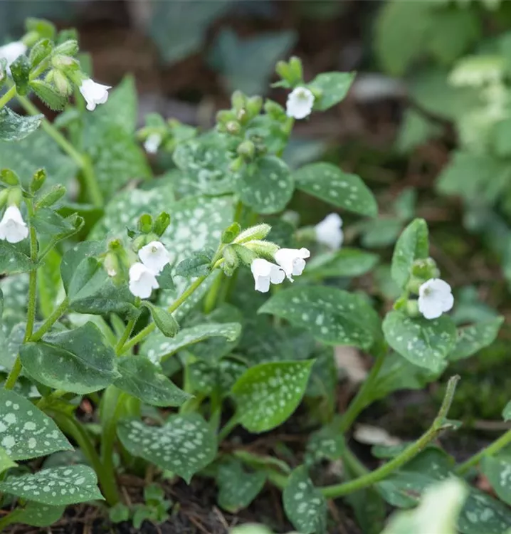 Gemeines Lungenkraut - Pulmonaria officinalis 'Sissinghurst White'