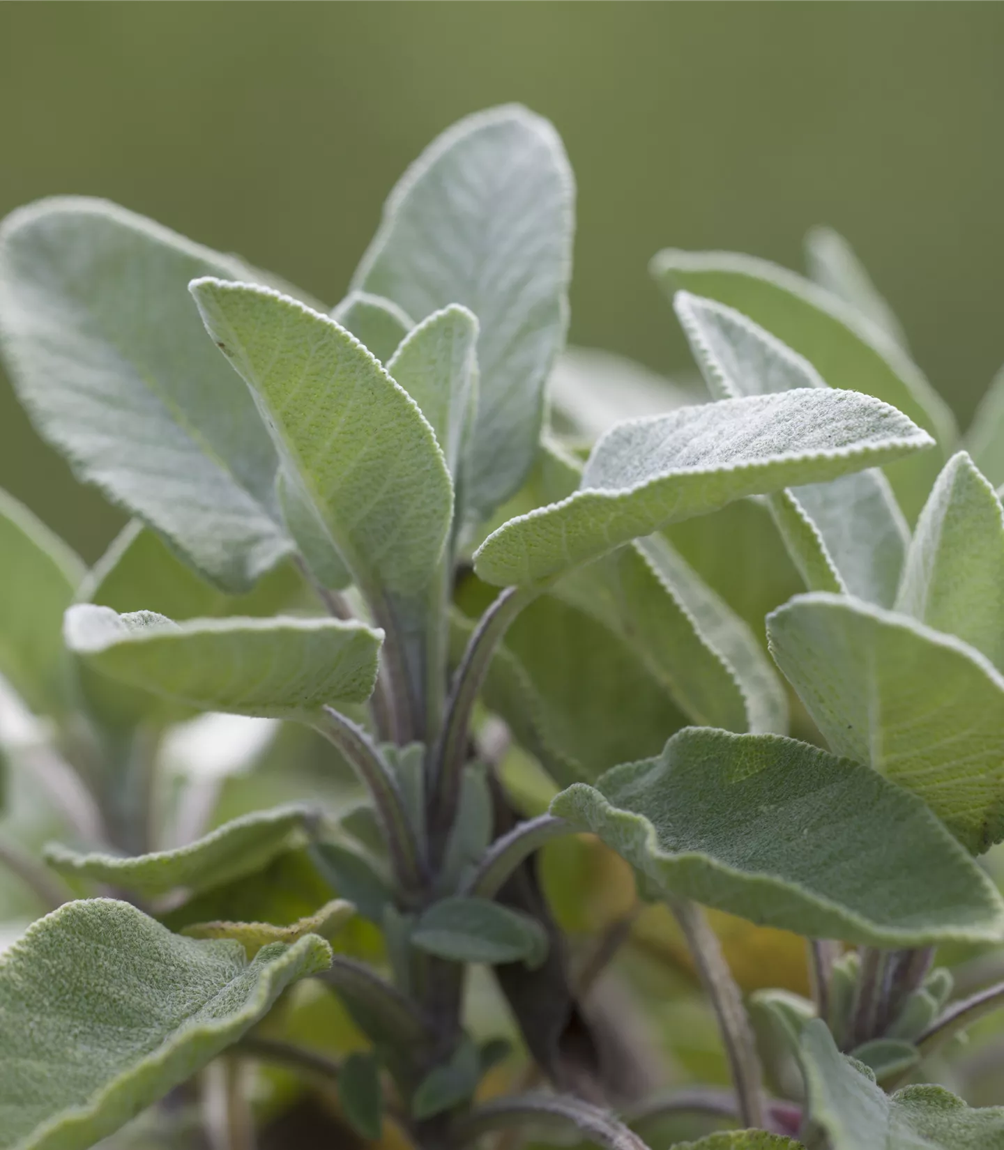 Salvia officinalis 'Berggarten'