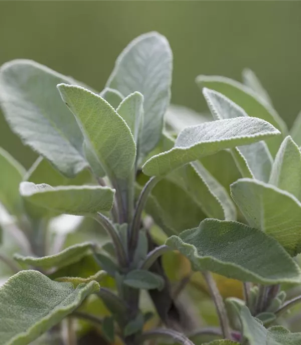 Salvia officinalis 'Berggarten'