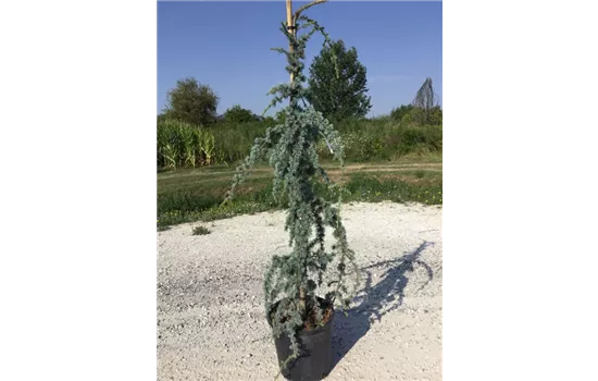 Cedrus libani 'Glauca Pendula'