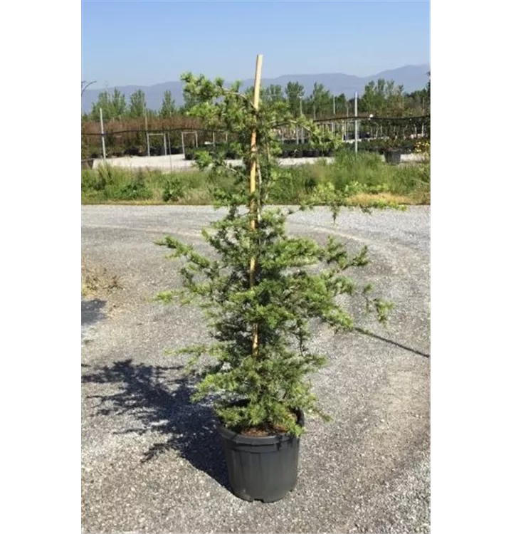 Cèdre du Liban 'Sargentii'