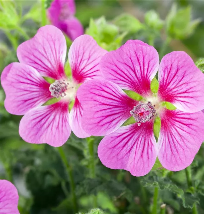 Strauchmalve - Lavatera olbia 'Rosea'