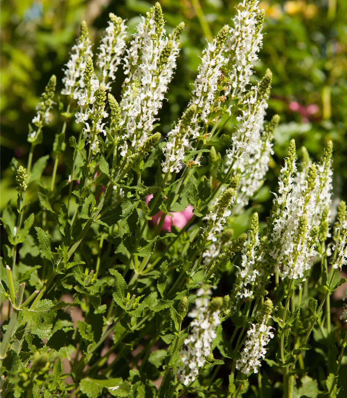 Salvia nemorosa 'Adrian'